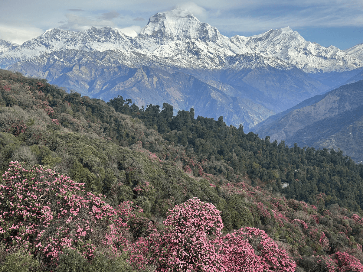 Rododendran-forest-view