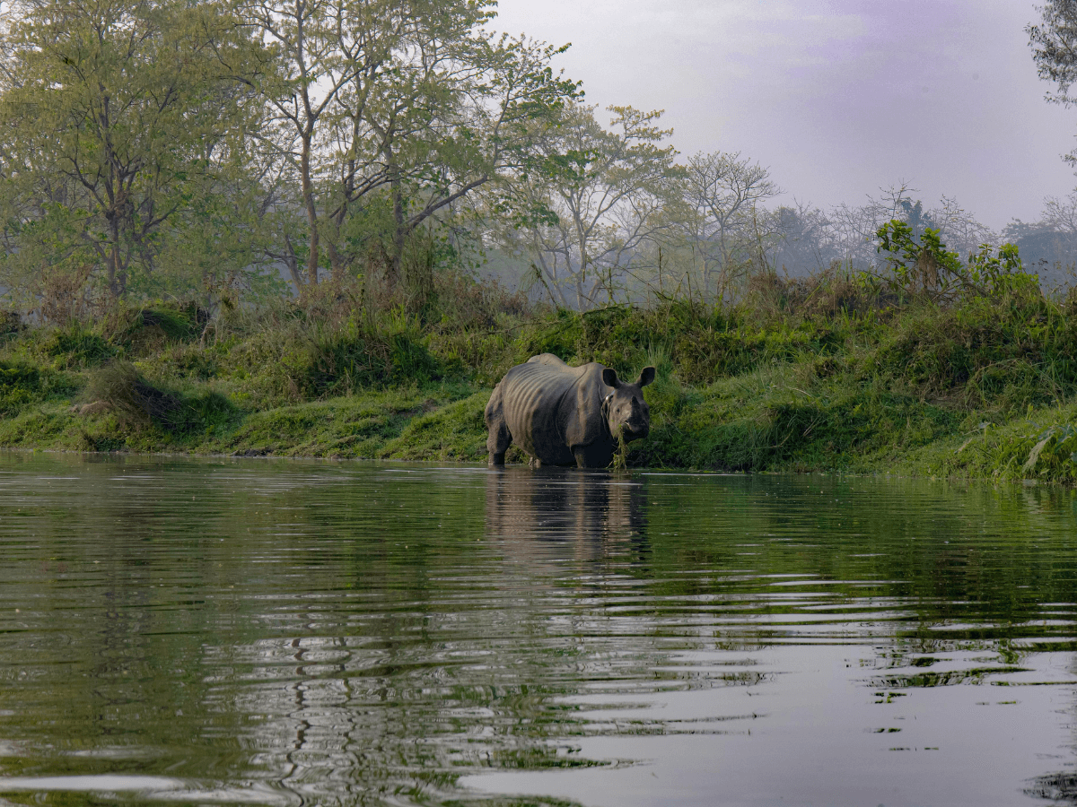 Raino in Chitwan National Park